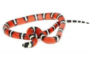 Lampropeltis triangulum stuarti